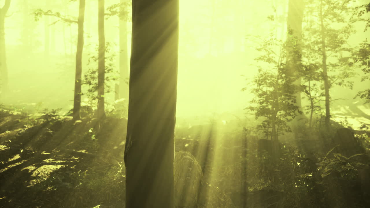 Serene forest bathed in golden rays of sunlight during the morning hours