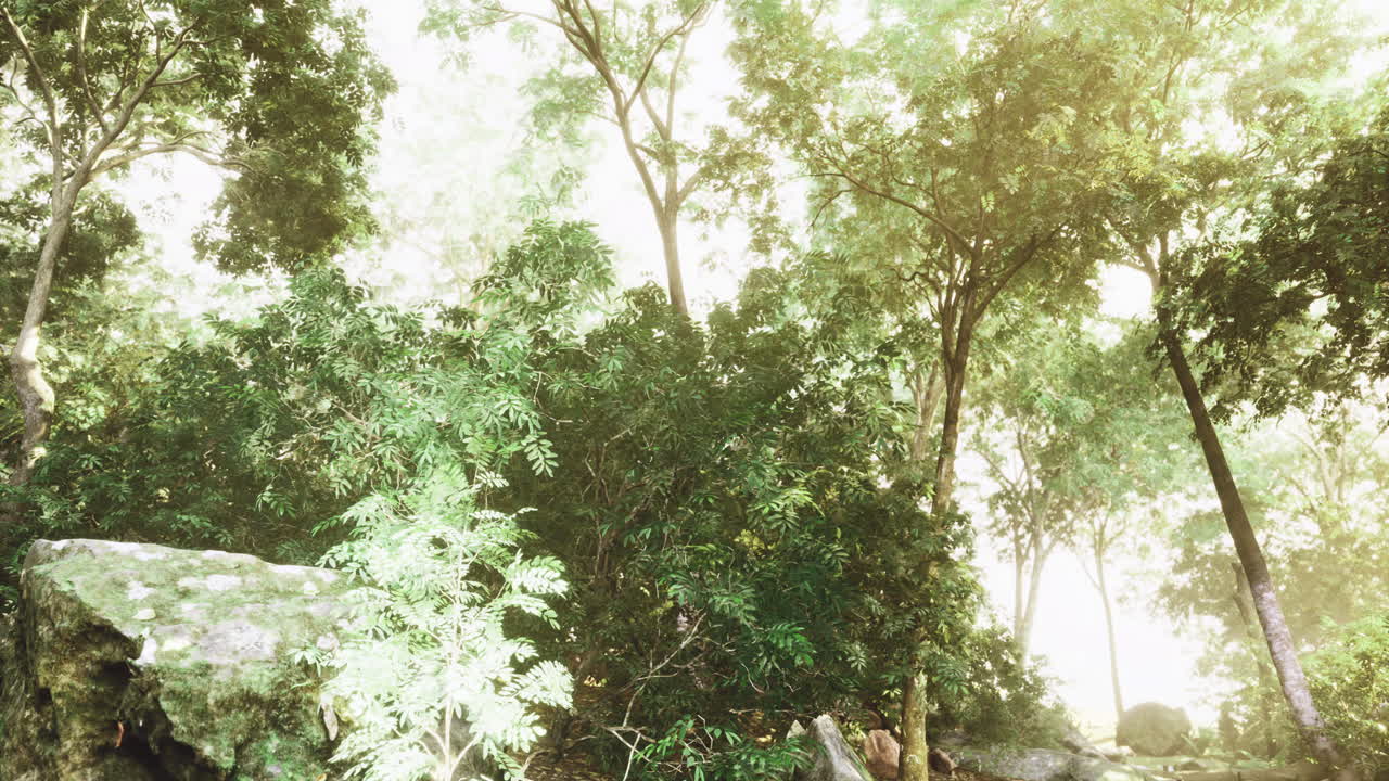 Lush greenery envelops a serene woodland glade bathed in soft sunlight