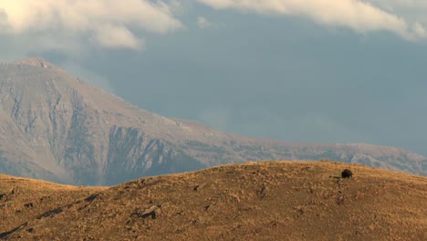 buffalo grazing on the prairie