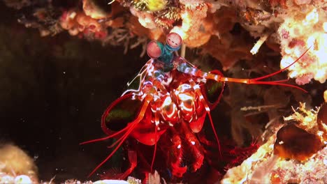 mantis shrimp coming straight at camera close up