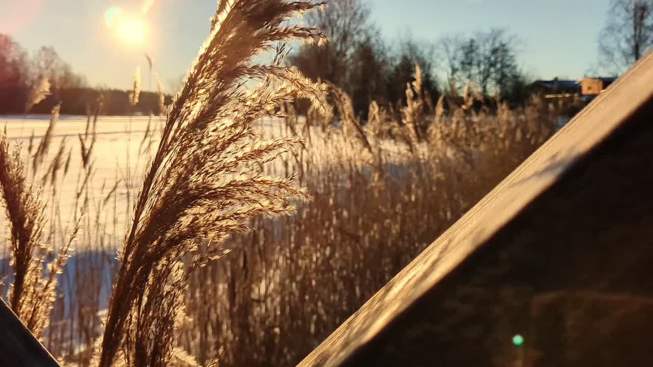 Golden hour sunset moment in winter with reeds blowing in the wind, winter nature detail