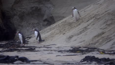 three cute penguins waddle and stagger on sandy beach with seaweed