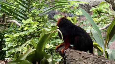 a golden lion tamarin is looking and wondering around under tree canopy and walk away at singapore river safari, mandai zoo