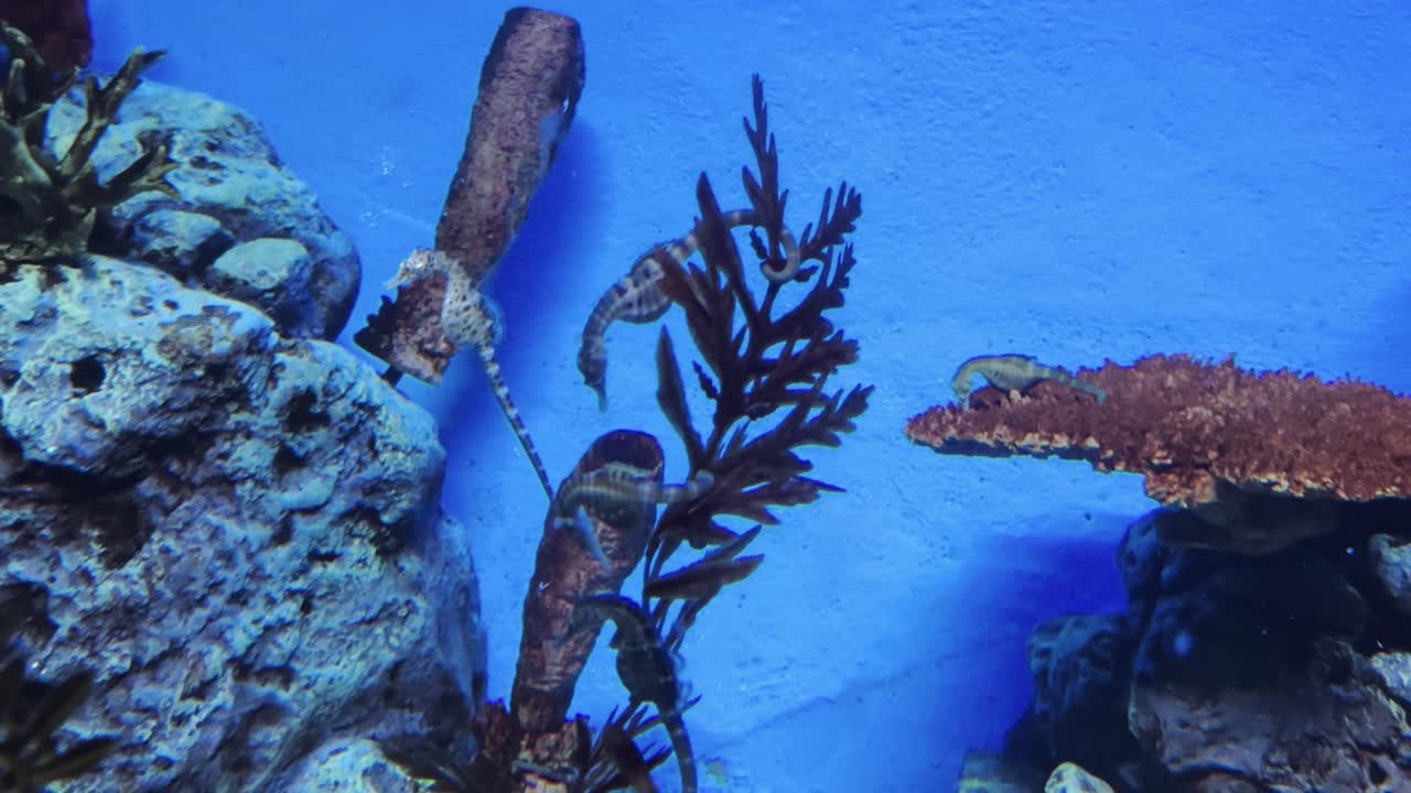 Seahorses swimming gracefully in a colorful aquarium at a marine exhibit in Shanghai.