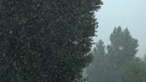 La-Lluvia-Torrencial-Cae-Sobre-Los-árboles-En-Un-Parque-En-Cámara-Lenta-A-1000-Cuadros-Por-Segundo