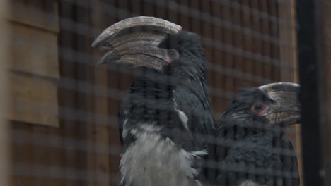 two trumpeter hornbills  in zoo's bird cage