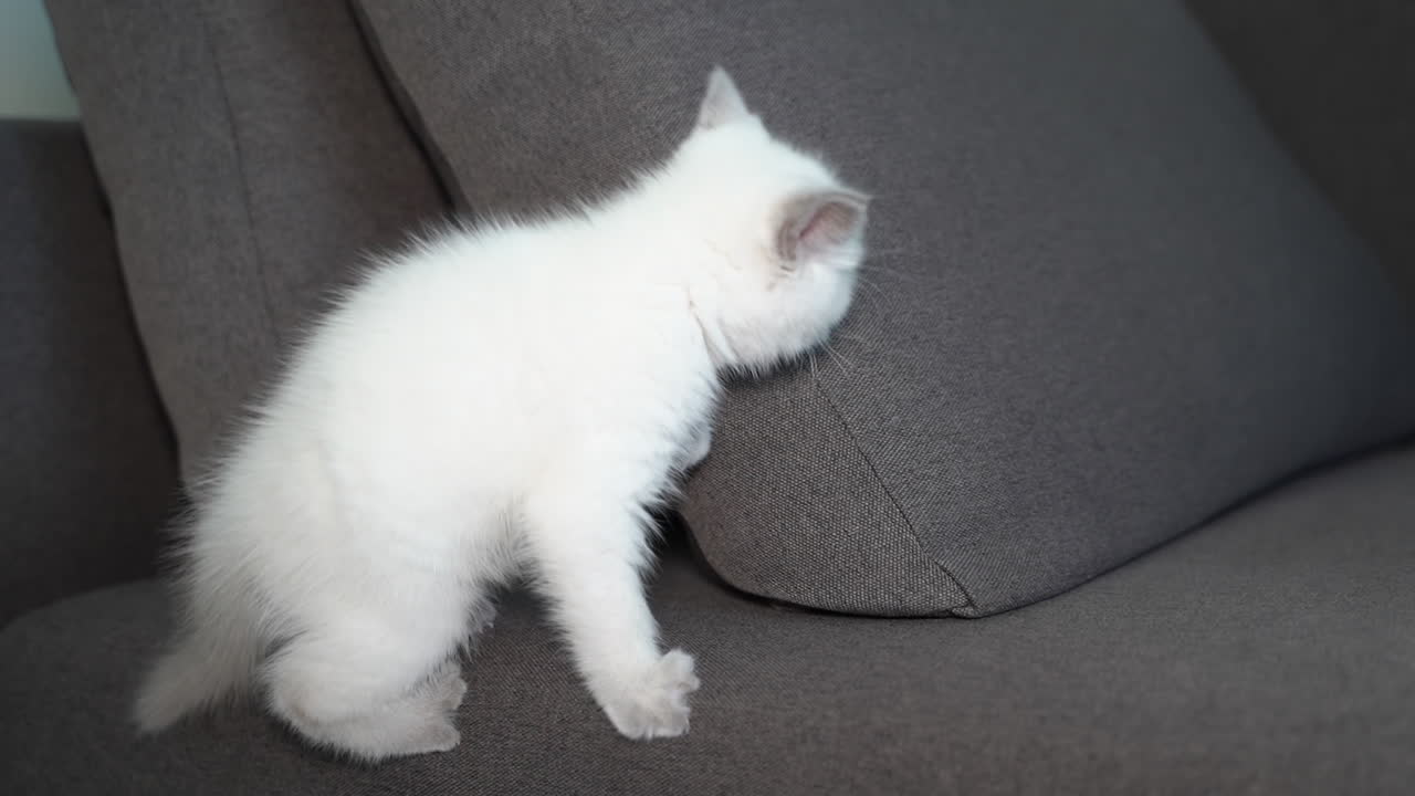 Gatto sul divano in casa. Ritratto di gatto che riposa sul divano di casa.