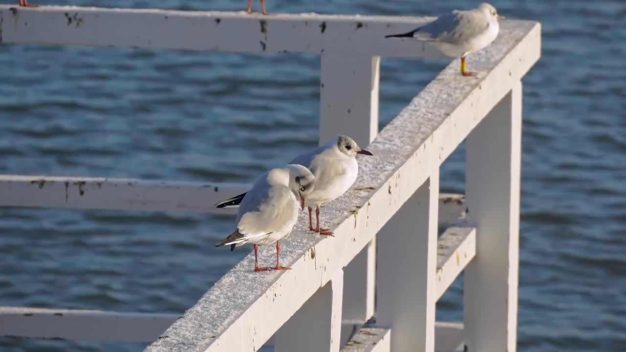 항구의 하 드레인에 있는 작은 해파리들 또는 항구의 도크들, 그리고 4k 해상도의 배경에서 움직이는 파란 바다