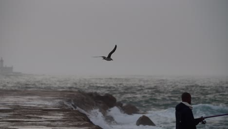 solo seagull flying in stormy day