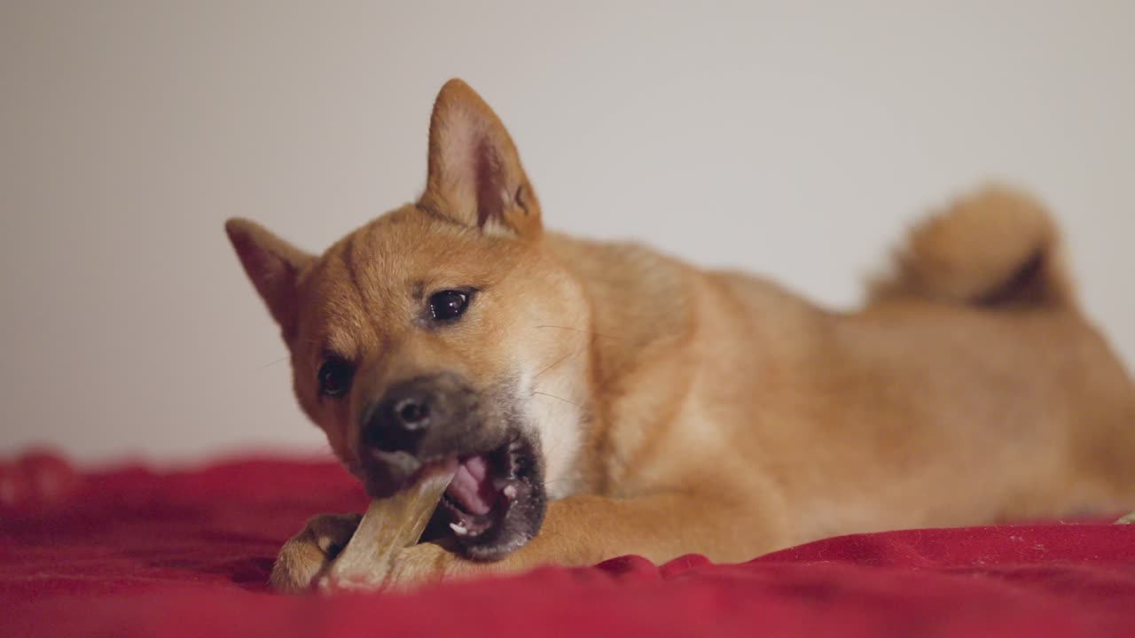 cachorro shiba inu jugando a morder un juguete en 4k y cámara lenta