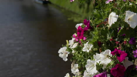 amsterdam canal and flowers in netherlands - close up