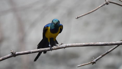 close up shot of colorful lamprotornis regius bird perched on branch of tree - super slow motion 120fps prores422