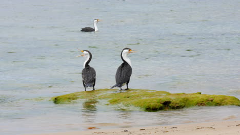 a pair of pied cormorants standing on a rock covered in sea weed at an australian beach