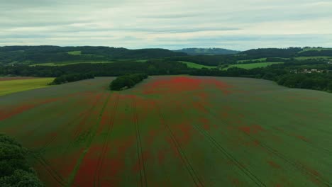 drone view of a summer meadow in the czech countryside, covered with red poppies. blooming landscape, vibrant colors, peaceful rural scenery