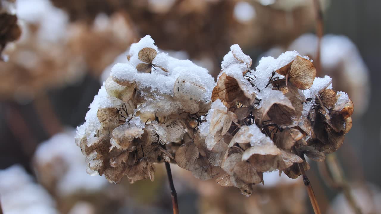 Macro shot of dried hydrangea flower heads topped with a thick layer of fresh white snow in a winter garden