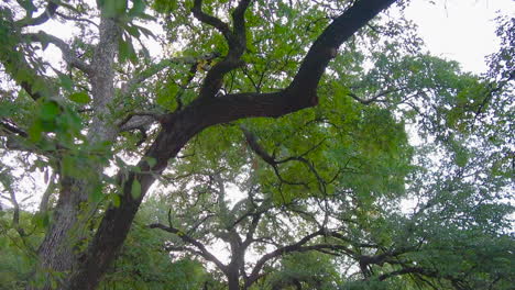 Slow-walk-through-quiet-forest-under-canopy-of-trees,-slow-motion-up-angle----4K