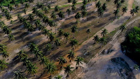 Vuelo-Aéreo-Sobre-Una-Plantación-De-Palmeras-En-Tailandia