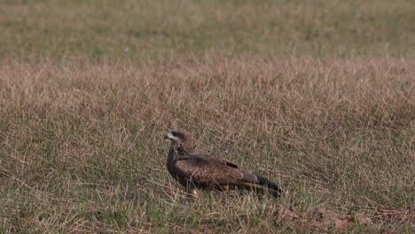 Mirando-A-La-Izquierda-Mirando-Alrededor-Ocupándose-De-Sus-Propios-Asuntos-Bajo-El-Sol-De-La-Mañana,-Cometa-De-Orejas-Negras-Milvus-Lineatus-Pak-Pli,-Nakhon-Nayok,-Tailandia