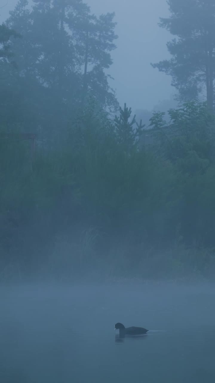 새와 함께 연못에서 안개 아침