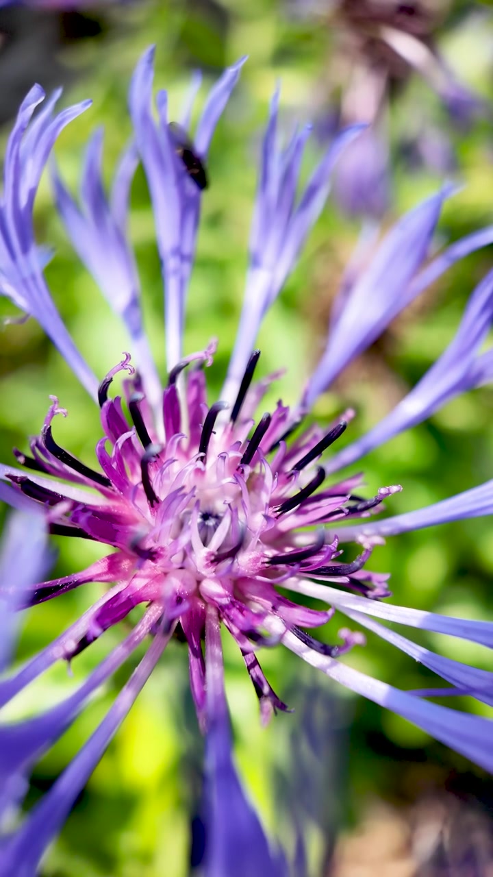 Primo piano di un fiordaliso di montagna in fiore, Centaurea montana, che ondeggia al vento. video verticale