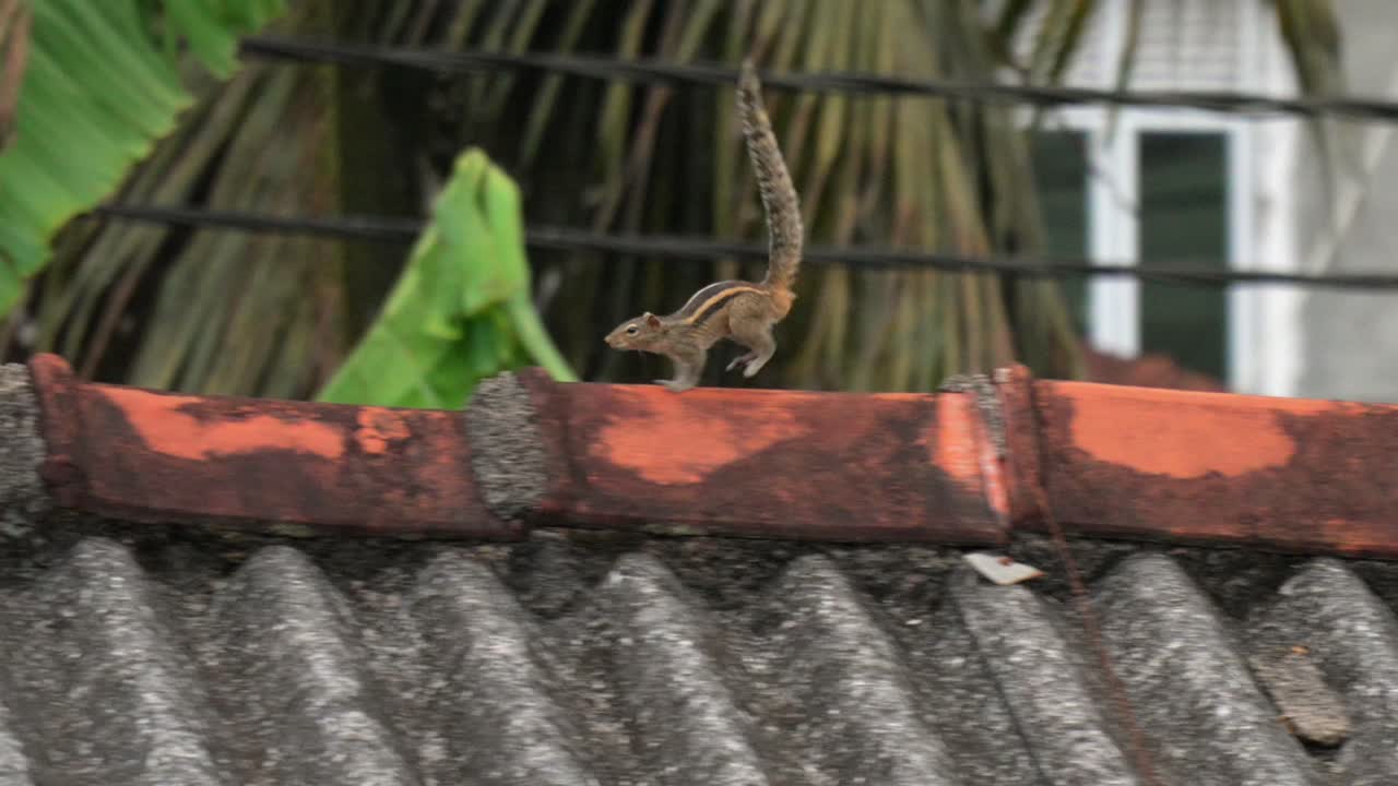 Squirrel on roof, climbing and walking along a tiled roof in Ella, Sri Lanka