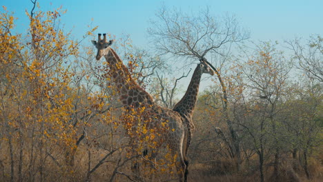 two giraffes in an autumn savanna