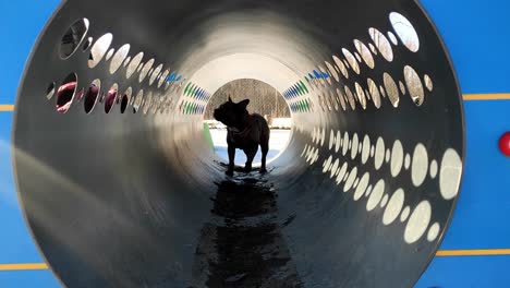 handheld shot of a small french bulldog training and running through the tube