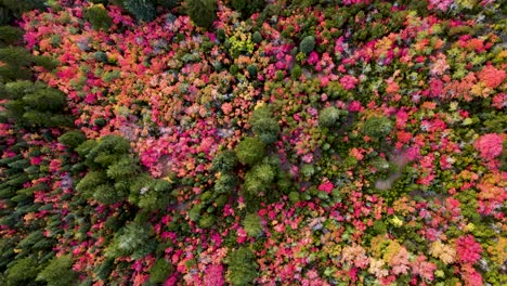 Sensational-springtime-vibrant-outdoor-colorful-pink,-orange,-and-yellow-autumn-leaves,-landscape,-green-trees,-in-dense-forest-and-garden,-directly-above-descending-aerial