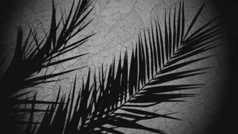 sombra de la planta sobre la pared moviéndose de la brisa de verano, secuencia de bucle animación de renderización 3d fondo gris