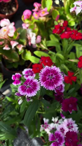 beautiful arrangement of colorful flowers