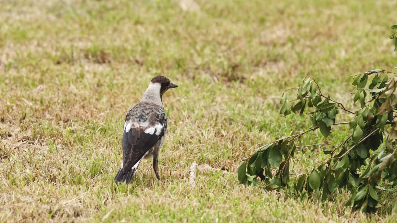 la urraca se pasea por el follaje en el campo de hierba