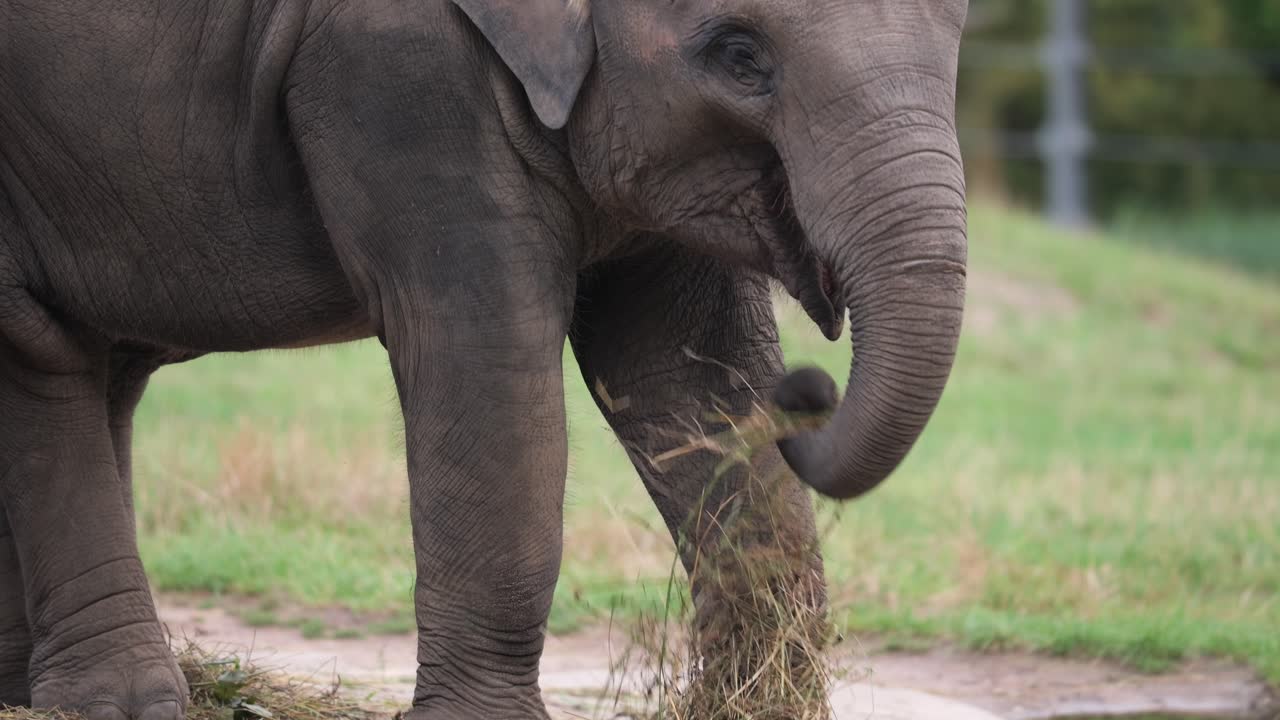 Sad asian elephant, captured in zoo, eats straw with trunk, close-up tilt up