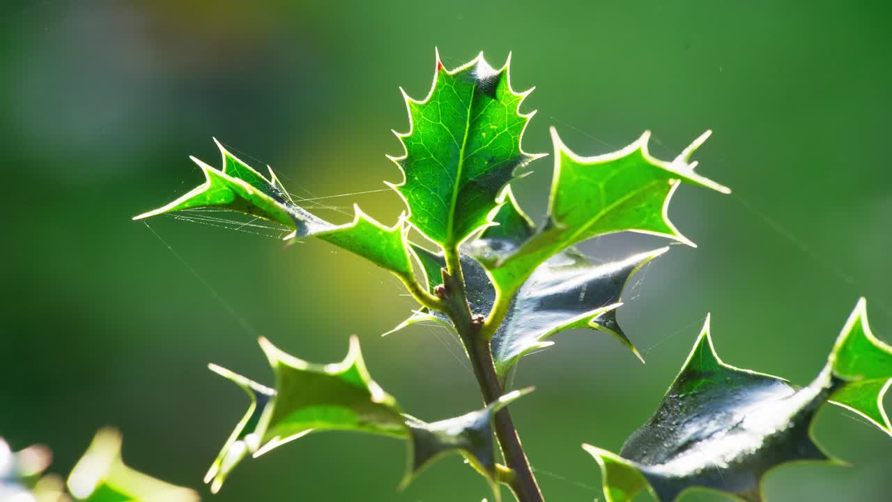 Video clip showcasing a holly bush backlit by the morning sun, vivid green leaves shimmering, and Christmas berries sparkling with dewdrops