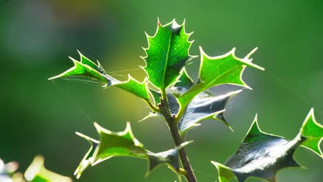 video clip showcasing a holly bush backlit by the morning sun, vivid green leaves shimmering, and christmas berries sparkling with dewdrops