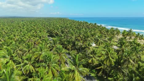 highway in the middle of a coconut grove on the edge of la entrada beach in cabrera, trinidad sanchez province, dominican republic