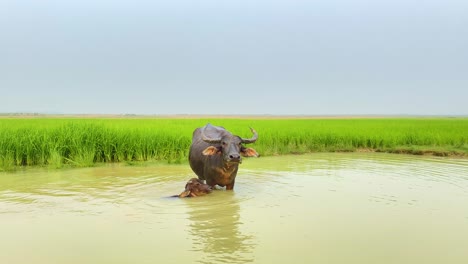 rice, water, and life: the role of water buffaloes in bangladesh