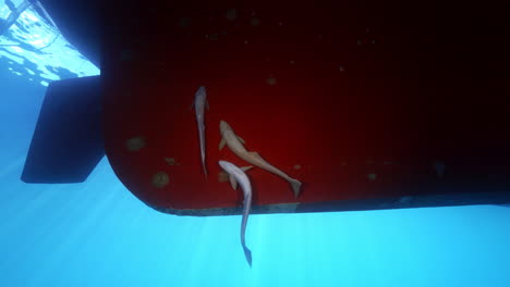 An-incredible-underwater-footage-of-three-remoras-sticking-to-the-red-bottom-of-the-boat