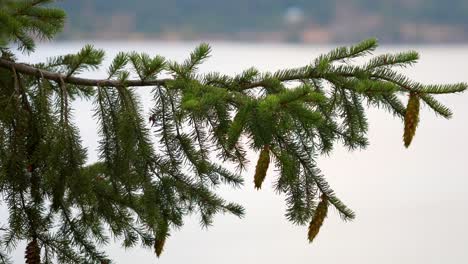 norway spruce with pine cones overlooking calm water