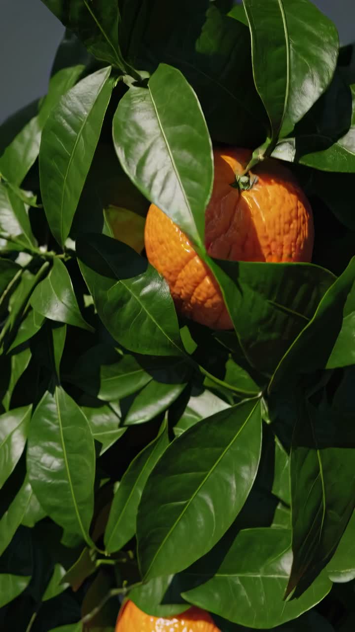 Close-up video of vibrant oranges nestled among lush green leaves, captured from a low angle