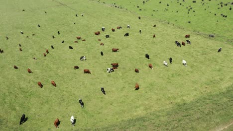 aerial view of cows grazing