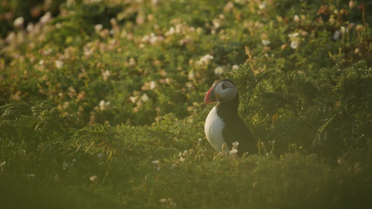 Puffin with Out of Focus Background, Atlantic Puffin with Shallow Depth of Field on Skomer Island in Wales, UK Birds and Birdlife Low Angle Shot