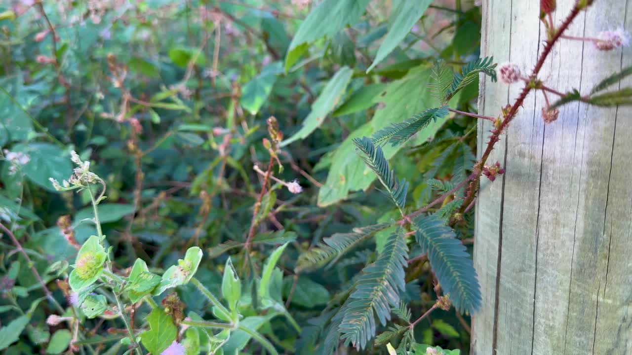 Camera slowly pans across Mimosa pudica leaves, wildflowers, and wooden post in natural daylight