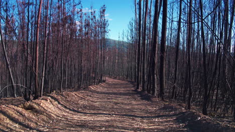 Stunning-cinematic-tracking-shot-through-a-burnt-forest