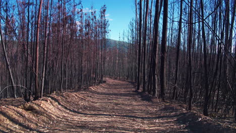 impresionante travelling cinematográfico a través de un bosque quemado