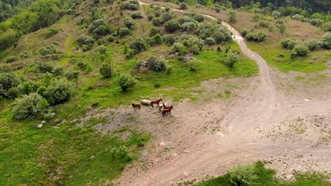 wild horses standing in a group of five