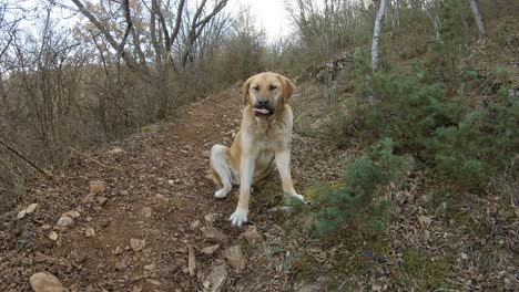 dog sitting on a mountain track in forest, autumn time