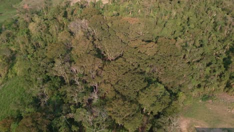 Grundstück-Mit-Umweltschutz-In-Der-Nähe-Eines-Bauernhofs-Mit-Abgeholzten-Flächen,-Luftaufnahme-Der-Bäume-Und-Des-Einheimischen-Waldes