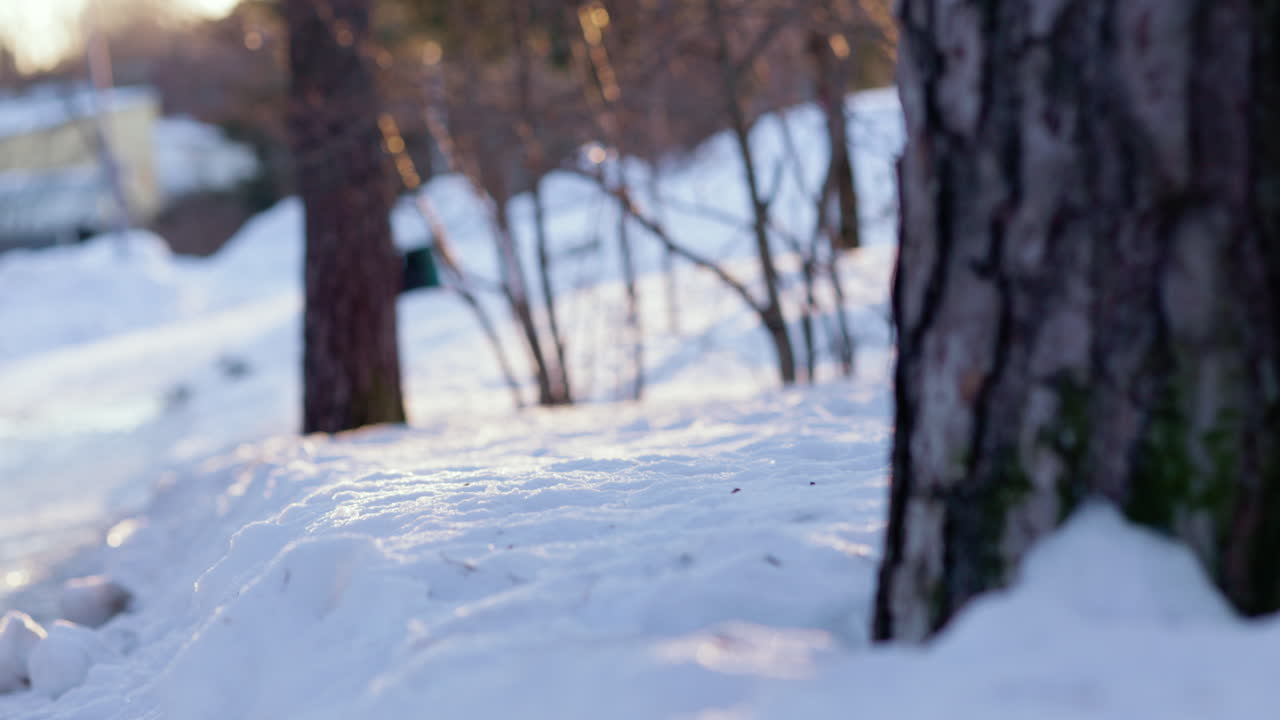 나무 줄기에 의해 깊은 눈의 핸드헬드 지상 보기 팬, 초점 이동