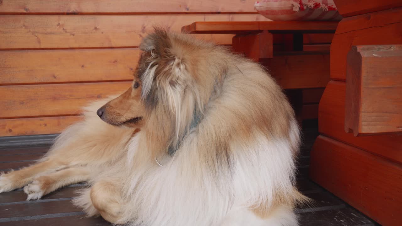 귀여운 거친 콜리 웃는 클로즈업 뷰