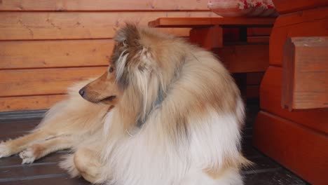 a close-up view of cute rough collie smiling